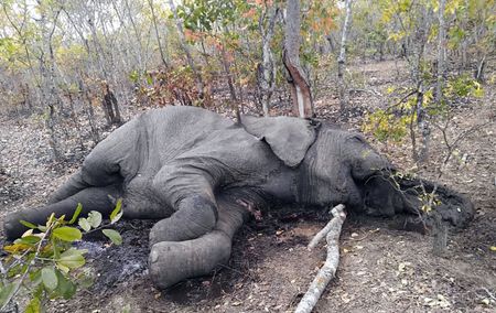 The curious case of five dead elephants and a vanishing media statement