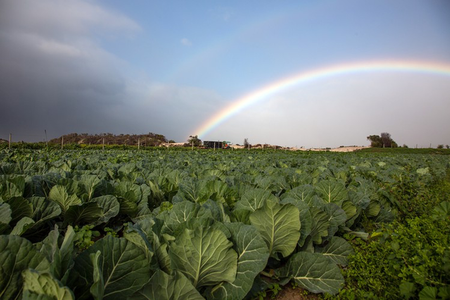 Covid-19: Lockdown threatens women farm workers’ access to food