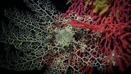 Telling biodiversity’s story – 1,001 magnificent species of the seaforest