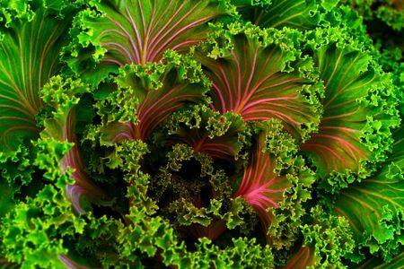 Being vegan sometimes needs fleshing out