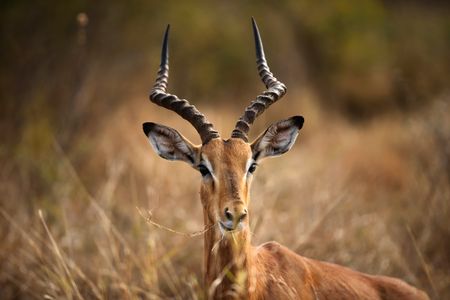 SA to ask for more money at upcoming global biodiversity talks, as at COP27, hints Creecy