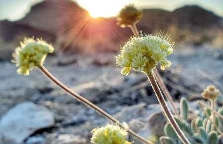Uprooted — rare plant helps to sow seeds for demise of Sibanye’s US lithium project