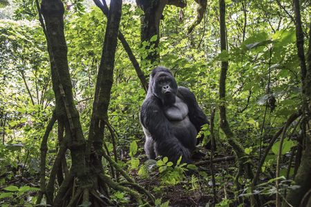 Despite rising conflict, Africa’s peace parks can promote human development and wildlife conservation