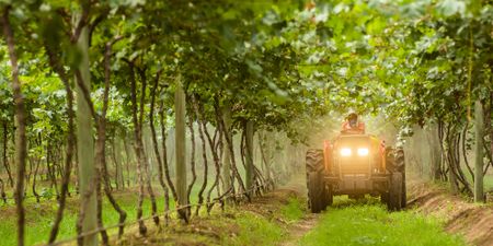 Days of wine by the barrel are drying up for South Africa’s farmers and vinters