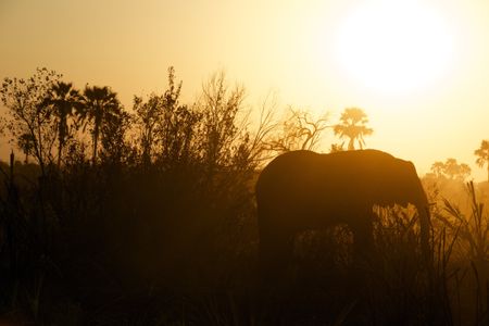The ghost elephants haunting Angola