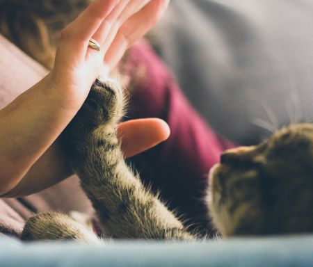 Animal consciousness - why it’s time to rethink our human-centred approach