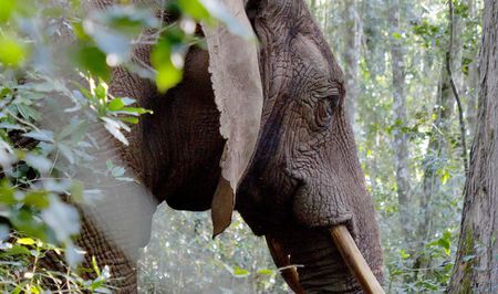 One elephant remains in Knysna forest — should we reintroduce a herd or leave her be?