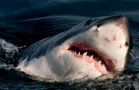 Scientists challenge research showing SA’s white shark population is stable