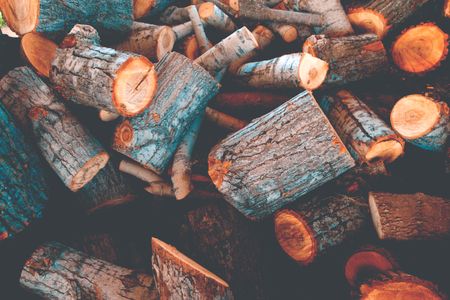 Illicit logging threatens lives and livelihoods in Africa