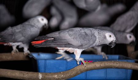 Continental trafficking could signal the last flight for African grey parrots