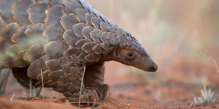 Why the wildlife trade convention failed to prevent Covid-19