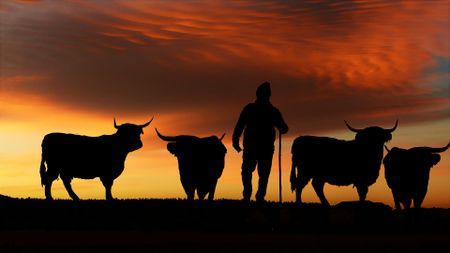 What’s the beef with veganism?