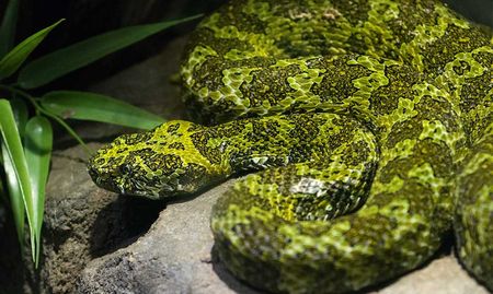 Cape Town wildlife trafficker bust with snakes, birds, spiders thanks to international teamwork