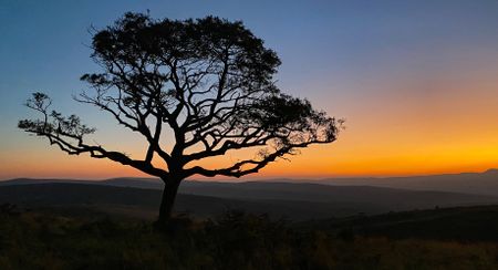 The ancient wilderness that looks after animals and people