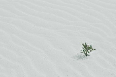 The G5 Sahel region – a Desert Flower?