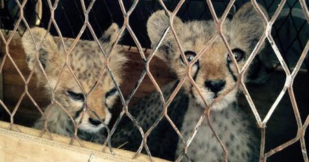 Cheetah cubs exotic pet crisis fuelling illegal wildlife trade across borders