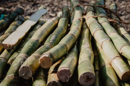 Tongaat Hulett stock tanks on debt reprieve talks, sugar production loss