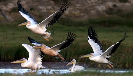 South Africa’s endangered wetlands need protecting