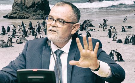 Court showdown looms in fight to protect critically endangered African penguin