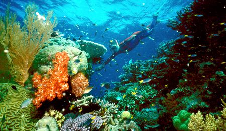 Australia creates world's biggest marine park, bans drilling