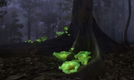 2022 Nature Conservancy photo contest winners – landscape, plants and fungi