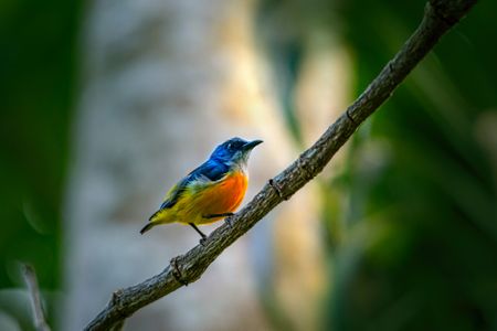 Hearing or seeing birds has a positive effect on mental health, study finds