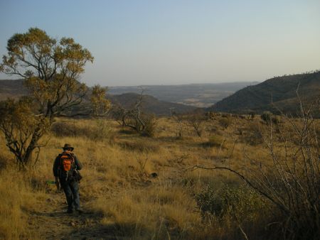 Africa’s Megaherbivores succumbed to declining woodlands, new research shows