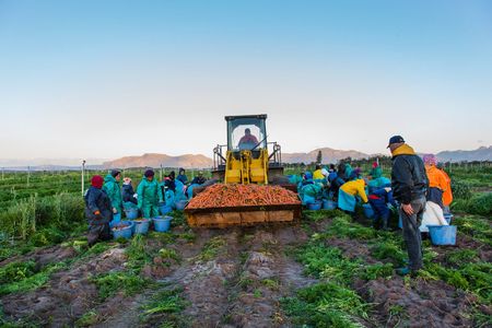Civic farming campaign restates its opposition to Philippi Horticultural Area development