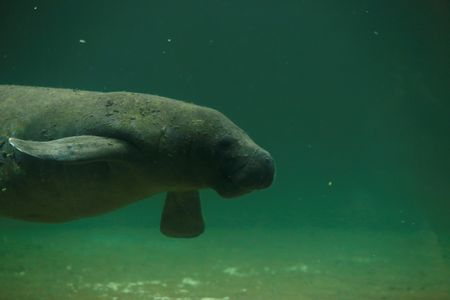 Florida manatees dying off at an alarming rate, experts say