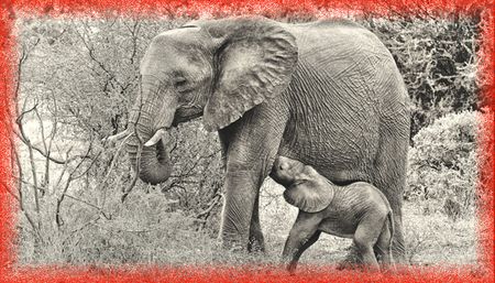 Markets of Death, Part Two: Blood Permits – how cheating officials undermine wildlife regulations