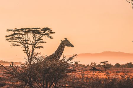 Into the wild with three podcasts about nature