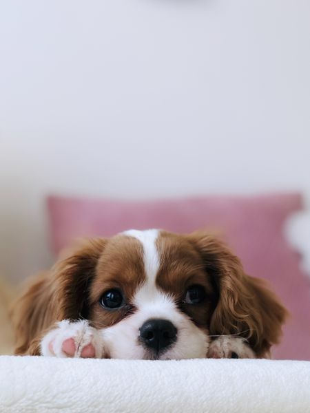 Five top tips to consider before getting a canine companion