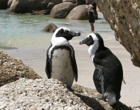 Penguins in crisis as sardine populations plummet