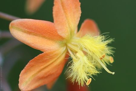 We tested plants used for contraception in South Africa and here’s what we found