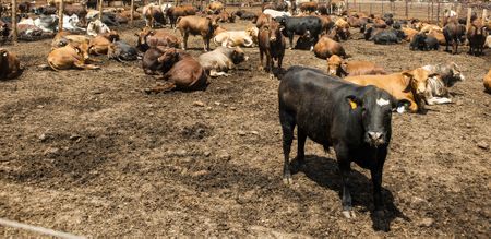 Foot and mouth disease strikes again in North West, KZN and Limpopo