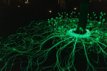 Light, light, baby — Spier’s after-dark art exhibition is a call to free your mind