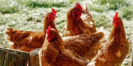 Industry master plan: Not a chicken in every pot, but a lot more pots