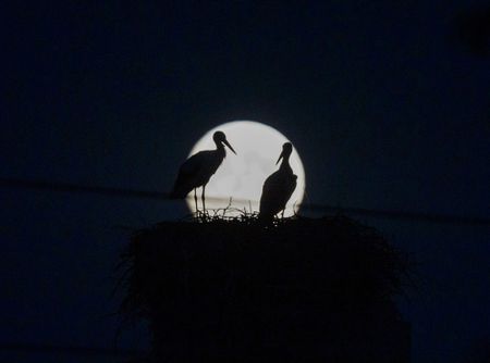 A view of the 'Sturgeon Moon' supermoon, and more from around the world