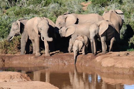Jumbos in 3D could be coming to a zoo near you — an innovative model to keep elephants in the wild