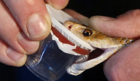 Grave warnings from snakebite experts as minister of health is asked to intervene in antivenom crisis