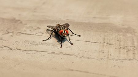 The ingenious flight of flies — nature’s tiny aeronauts mastering survival and escape