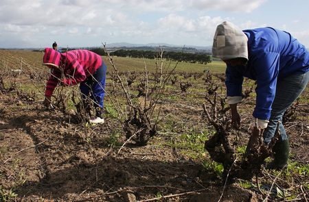 UN expert urges tougher action on pesticides in South Africa