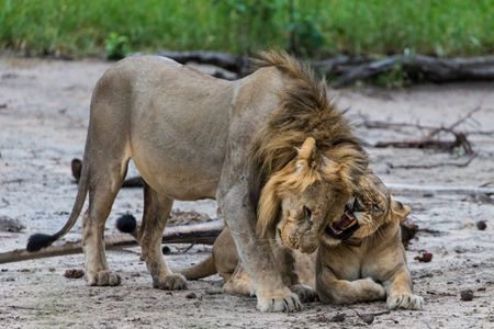 Rewilding Africa the tough way — lessons from Majete in Malawi