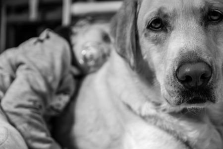 Babies and animals can’t tell us if they have consciousness – but philosophers and scientists are starting to find answers