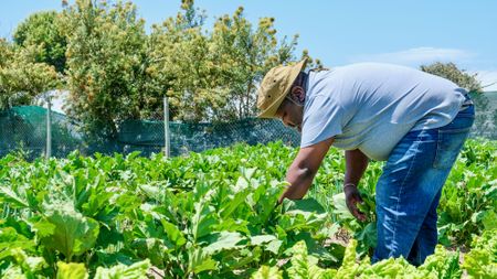 Mitchells Plain gardening project helps recovering mental health patients to bloom