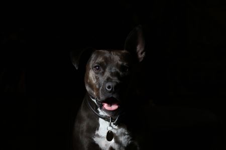 Pit bull attacks in South Africa - a historian sheds light on the issues