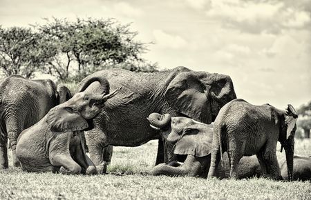 African forest elephants listed as critically endangered by world conservation body