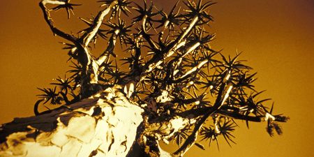 Nature’s warning flares told of climate breakdown years ago (Part 1)