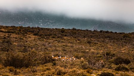 Oom Bulletjie and the Secrets held by Karoo Mountains