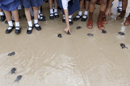Over 300 endangered turtles hatch in Singapore